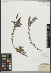 Foto von Salix repens subsp. rosmarinifolia (L.) Andersson